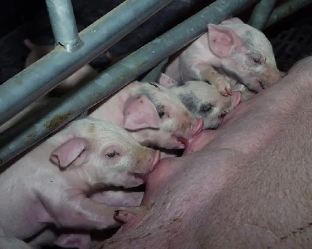 Gesunde Sauen - gesunde Ferkel =  weniger Medikamenteneinsatz