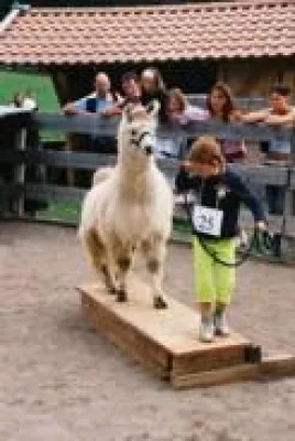 Bild: Lama und Alpaka Show