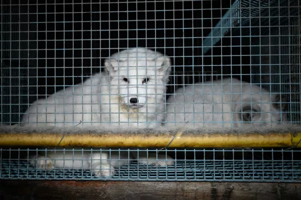 Bild: Nach SARS-CoV-2 Ausbrüchen auf europäischen Nerzfarmen: Dt.NGOs fordern mit Positionspapier Pelzfarmverbot