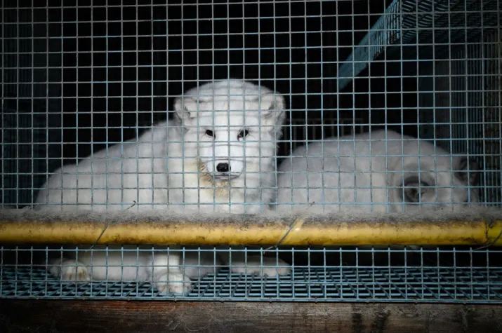 Nach SARS-CoV-2 Ausbrüchen auf europäischen Nerzfarmen: Dt.NGOs fordern mit Positionspapier Pelzfarmverbot Bild: Nach SARS-CoV-2 Ausbrüchen auf europäischen Nerzfarmen: Dt.NGOs fordern mit Positionspapier Pelzfarmverbot