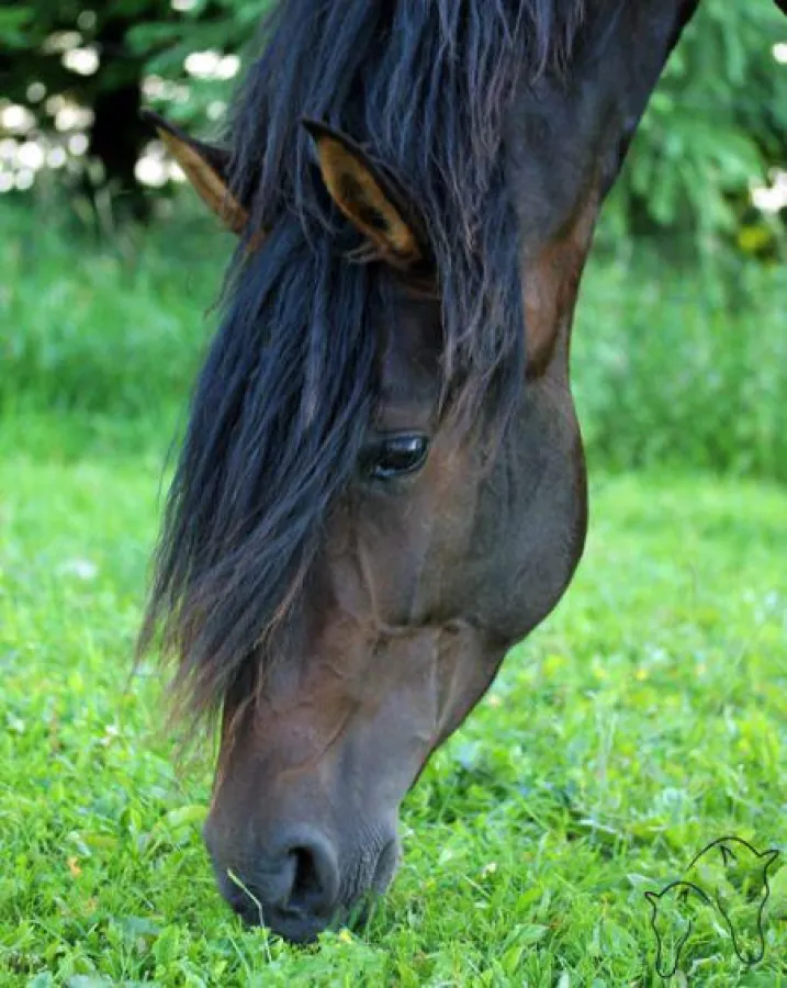 Das Pferd ist ein Dauerfresser