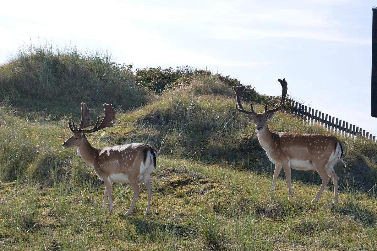 Damwild auf Norderney  (Foto v. Johanna Ritter)