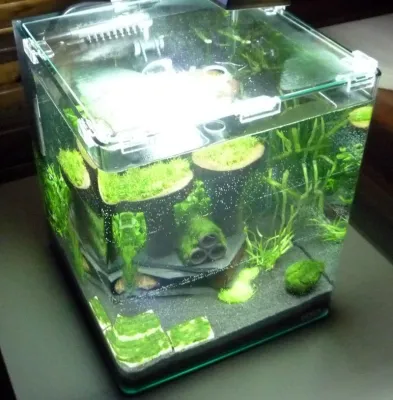 Bild: Nano-Aquaristik: Schöne Zwerggarnelen im Nano-Aquarium halten