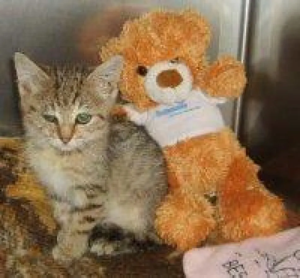 Tierische Bravehearts: Kätzchen Lola und ihr bester Freund „Bär“ warten tapfer auf neue Besitzer (Bild: Tierheim Wannigsmühle)