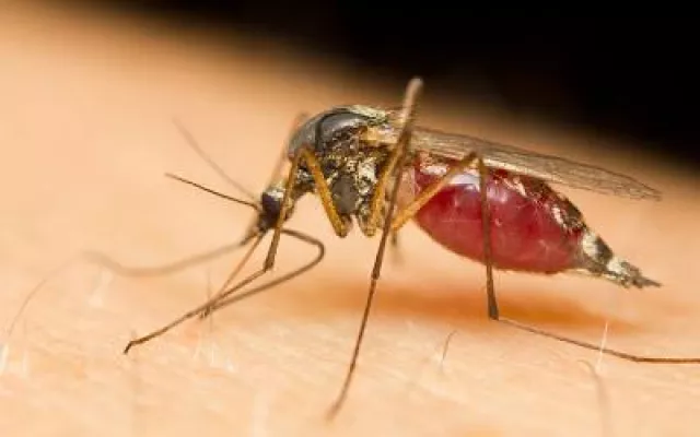 Bild: Mückenschutz wird immer wichtiger - Neueste Forschungsergebnisse: Mücken können Borreliose übertragen