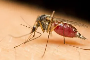 Mückenschutz wird immer wichtiger - Neueste Forschungsergebnisse: Mücken können Borreliose übertragen Bild: Mückenschutz wird immer wichtiger - Neueste Forschungsergebnisse: Mücken können Borreliose übertragen