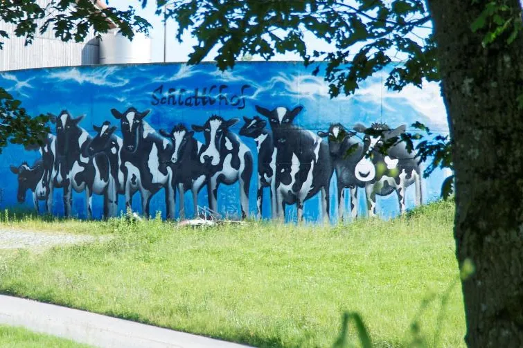 Bild: Bayerns Milchwirtschaft soll bunter werden
