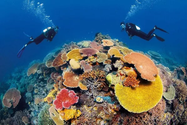 Bild: Das Great Barrier Reef im Livestream: Mit Meeresbiologen auf Tauchgang im größten Korallenriff der Welt