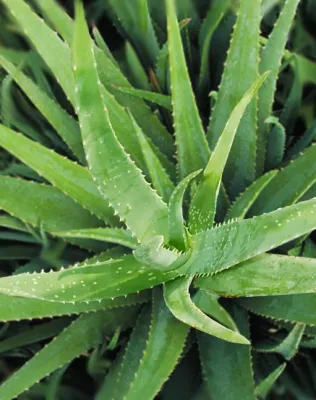 Neues Medikament bringt neue Hoffnung für Arthrosekranke Bild: Neues Medikament bringt neue Hoffnung für Arthrosekranke