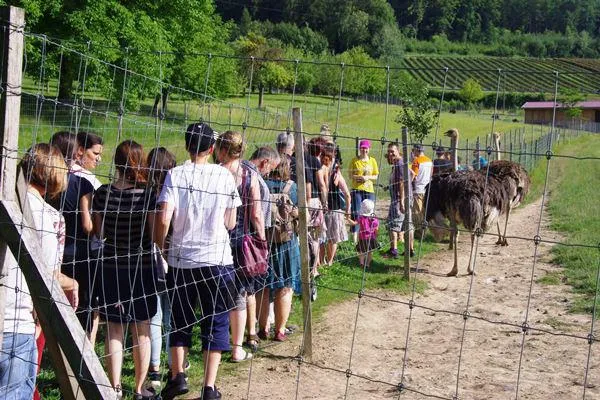 Bild: Gast- und Pflegefamilien der Stiftung Liebenau auf der Straußenfarm