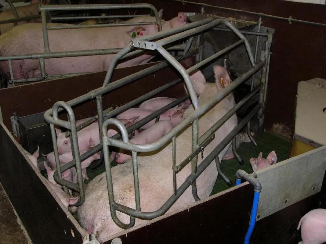 Minister Lindemann hat nichts gegen „ökonomisch vernünftige“ Massentierhaltung. Tierschützer erkennen die geschwollenen Gelenke.