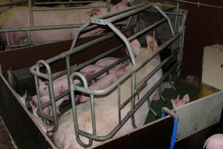 Bild: Tierschutzplan Niedersachsen: Mehr Schein als Sein!