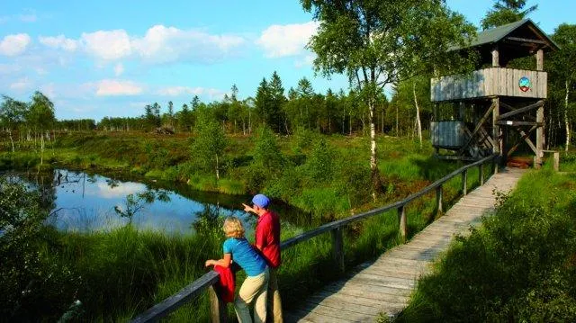 Moorführung zur Smaragdlibelle im Weserbergland Bild: Moorführung zur Smaragdlibelle im Weserbergland