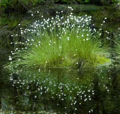 Bild: Fotospaziergang im Pietzmoor zwischen Moosjungfern, Torfmoos und Wollgras