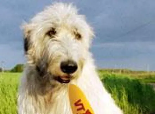 Bild: TIER.TV zeigt die zehn schönsten Gassi-Reviere Deutschlands – Alle Infos auf tier.tv