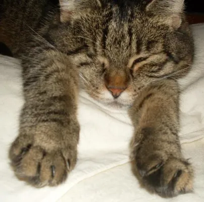 Wie kommt die Katzenkralle in die Gesichtscreme? Bild: Wie kommt die Katzenkralle in die Gesichtscreme?