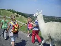 Ferien-Erlebnisse mit Lamas fördern soziale Fähigkeiten von Kindern Bild: Ferien-Erlebnisse mit Lamas fördern soziale Fähigkeiten von Kindern