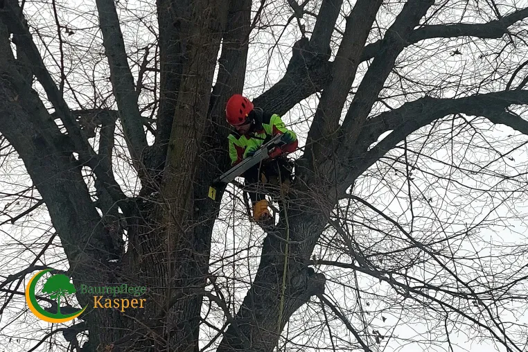 Bild: Erfahrene Baumgutachter der Baumpflege Kasper in Berlin prüfen Standsicherheit von Bäumen