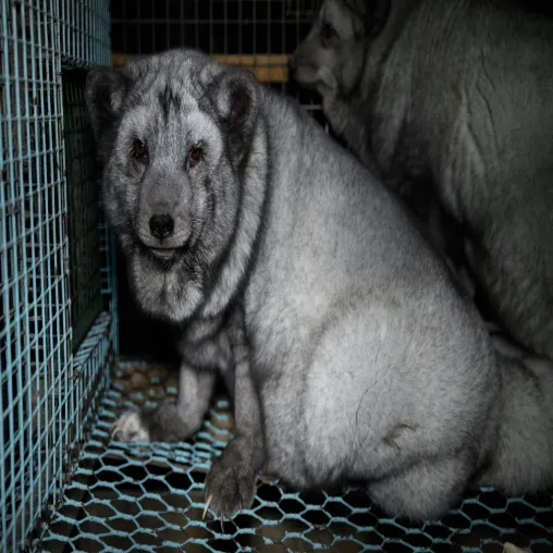 Bild: Deutsches Tierschutzbüro fordert Import- und Handelsverbot für Pelzwaren -Tierrechtler*innen starten Petition 
