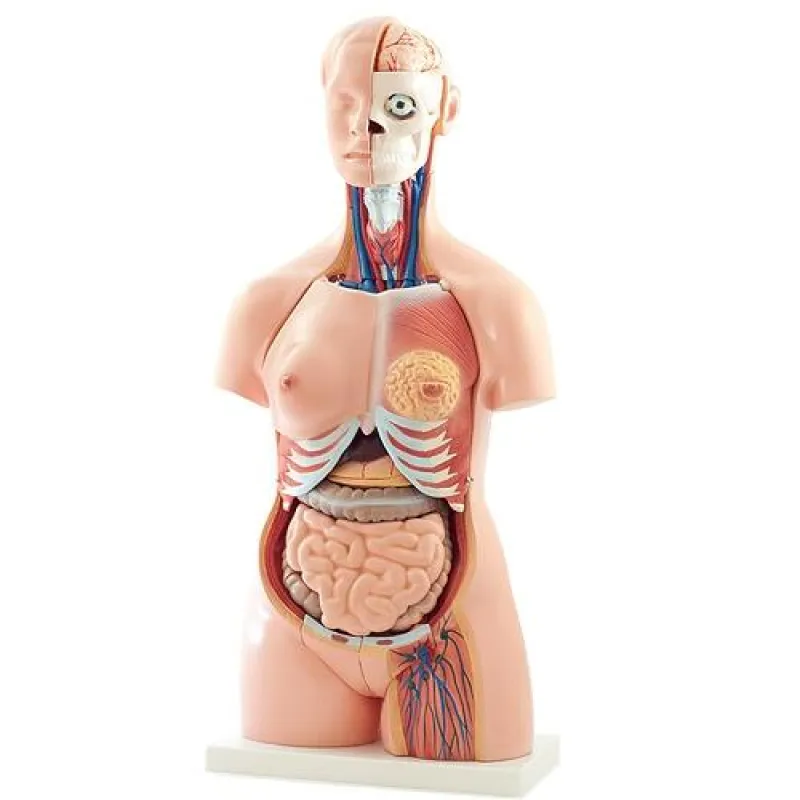 40-teiliges anatomisches Torso-Modell von HeineScientific