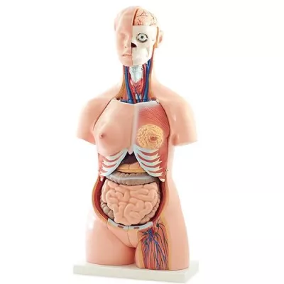 Bild: Hochwertige anatomische Modelle im neuen HeineScientific Katalog