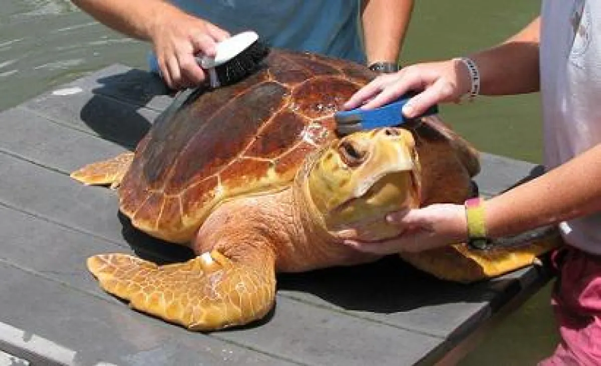 Pine Tyme wird geputzt bevor er wieder in Freiheit darf (c) Turtle Hospital