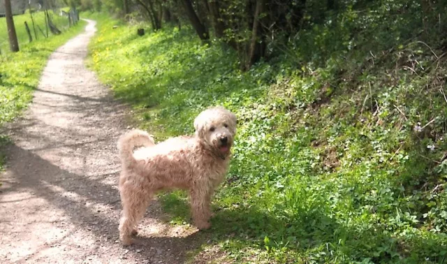 Bild: Urlaub mit Hund: "Wau-Gefühl" im Ferienhaus