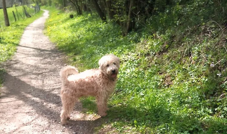 Urlaub mit Hund: "Wau-Gefühl" im Ferienhaus Bild: Urlaub mit Hund: "Wau-Gefühl" im Ferienhaus