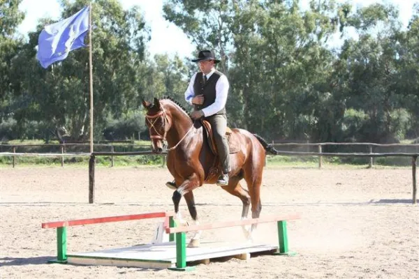 Bild: Internationales Pferdestudium in Baden Baden