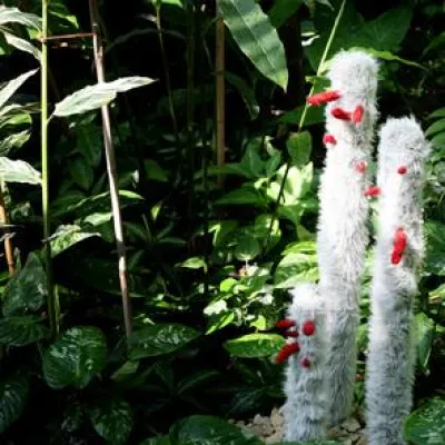 Bild: NATÜRLICH – Ausstellung von HFBK-Studierenden in den Schaugewächshäusern in Planten un Blomen Hamburg