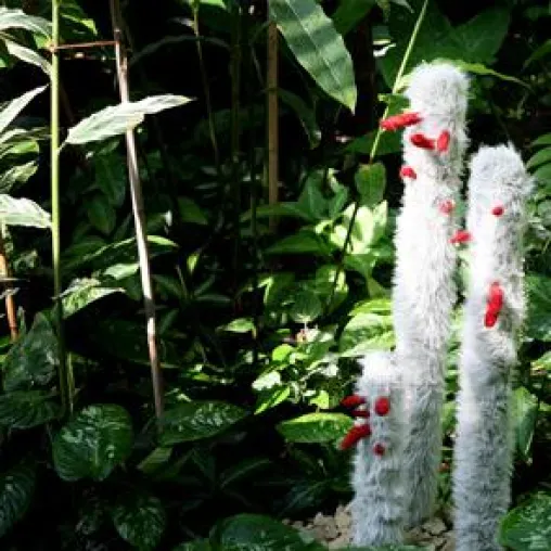 Bild: NATÜRLICH – Ausstellung von HFBK-Studierenden in den Schaugewächshäusern in Planten un Blomen Hamburg