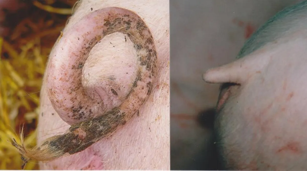 Auf dem Bild ist links ein normaler Ringelschwanz zu sehen, rechts ein gekürzter. © Eckard Wendt