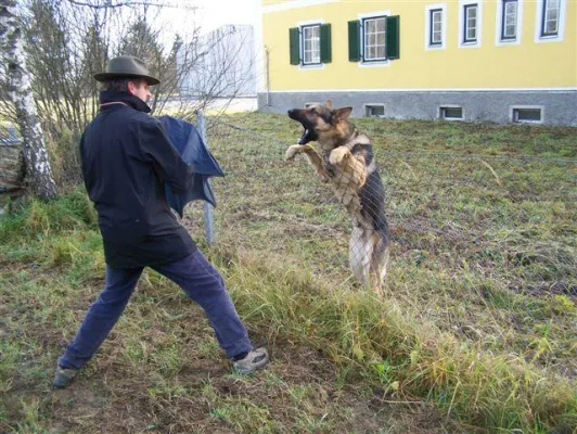 Bild: Vier Pfoten gegen Einbrecher - Wirksame Einbruchsverhinderung