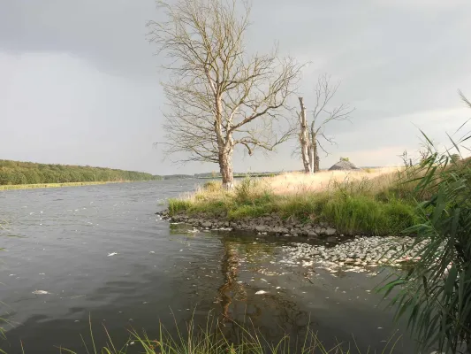 Bild: Oder-Katastrophe 2022: So schädigte die Giftalge die Fische