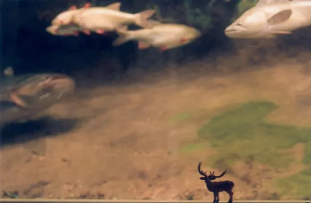 Bild: „Füchse und Fische“ - Künstlerinnen zeigen Bilder aus den Depots des Naturkundemuseums Berlin