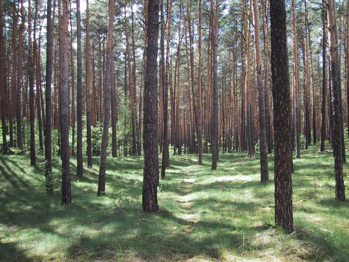 Wald in der Mark Brandenburg – Foto: C. Nöhren