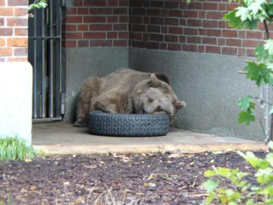 Bild: GRÜNE: Kosten für Maxi und Schnute lieber in Jugendangebote investieren
