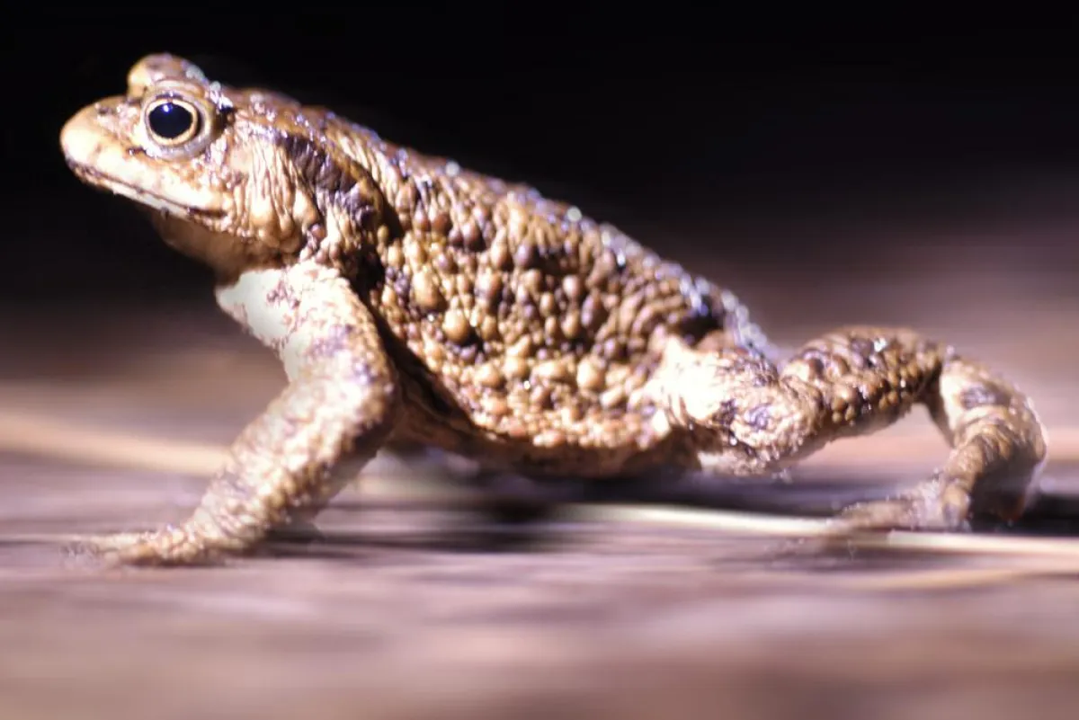 Erdkröte (Bufo bufo) auf dem Weg zum Laichgewässer - Jens Kriese / irispix