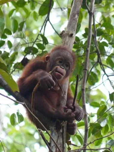 Bild: Sarawak - Malaysia ein paradiesisches Abenteuer auf Borneo