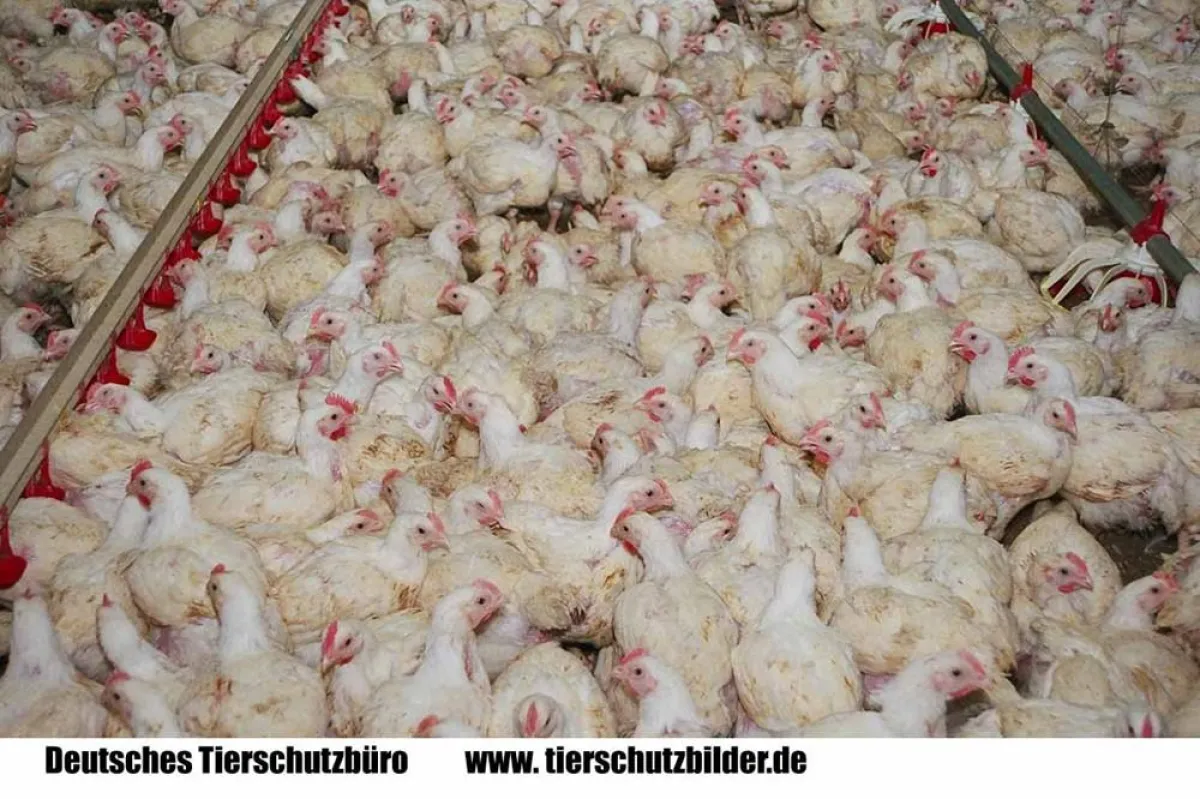 Hühnermast in Deutschland. Bildquelle: Deutsches Tierschutzbüro
