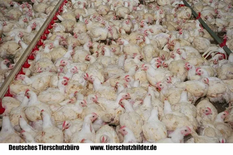 Bild: 30 Masthühner pro Quadratmeter: Tierquälerei dank EU-Vorschrift
