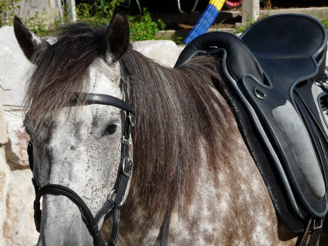 Alles rund ums Pferd lernen - EPA Horsemanship Kurs