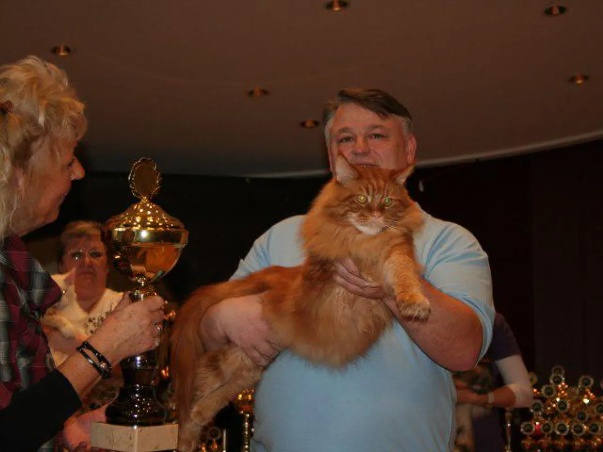 Maine Coon
