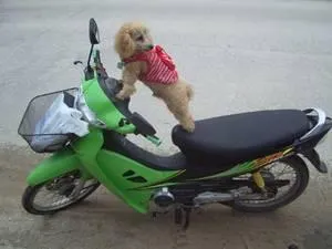 Bild: So reist der Hund mit nach Thailand und Koh Samui - Globalisierung betrifft auch Haustiere