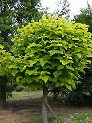 Bild: Natürlicher Sonnenschutz im Garten - die besten Laub-Gehölze mit einer dichten Blätterkrone