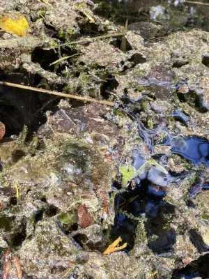 Giftige Cyanobakterien sitzen auch auf Wasserpflanzen: Warum das Gewässer-Monitoring genauer hinschauen sollte Bild: Giftige Cyanobakterien sitzen auch auf Wasserpflanzen: Warum das Gewässer-Monitoring genauer hinschauen sollte
