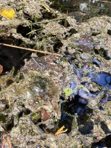 Giftige Cyanobakterien sitzen auch auf Wasserpflanzen: Warum das Gewässer-Monitoring genauer hinschauen sollte Bild: Giftige Cyanobakterien sitzen auch auf Wasserpflanzen: Warum das Gewässer-Monitoring genauer hinschauen sollte