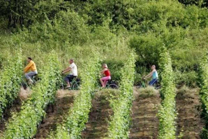 Bild: Saaleradweg, zur Weinlese ideal