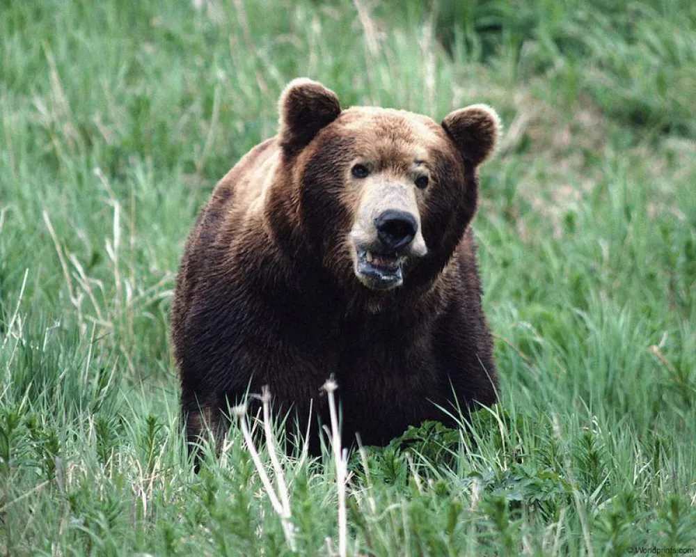 Kamtschatkabär.