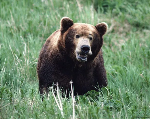 Bild: Kamtschatkareisen und Naturerlebnisse 2011